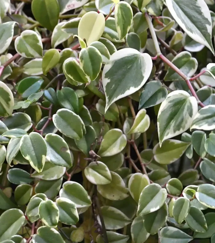 Planta Philodendron Scandens para terrarios