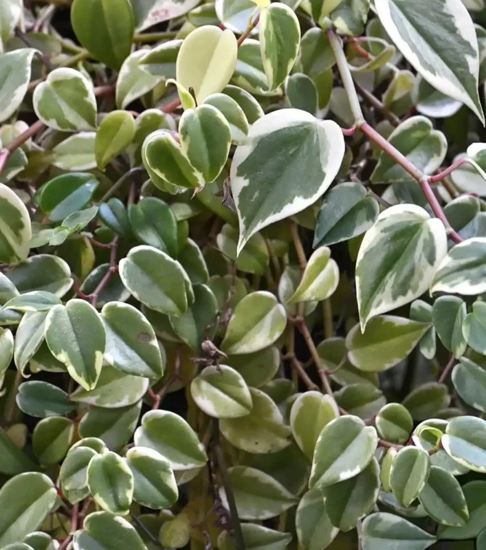 Planta Philodendron Scandens para terrarios