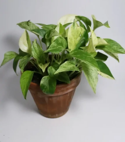 Planta Potho para terrarios