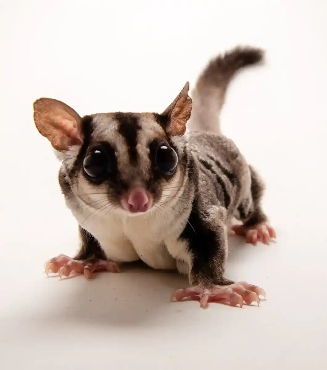 Petauro del azúcar (1) Petauro del azúcar comprar