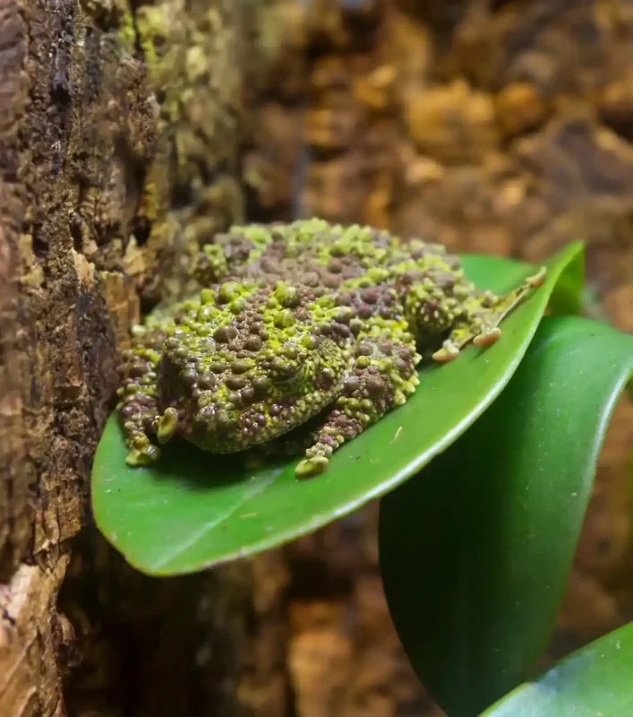Rana Musgo Theloderma Corticale comprar