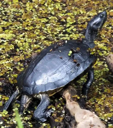 Tortuga Sternotherus odoratus Almizclera