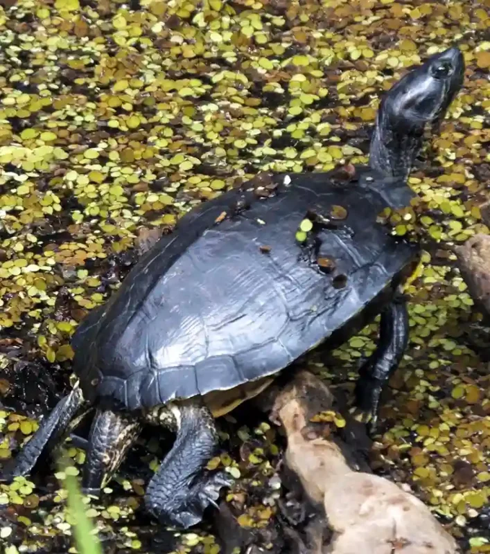 Tortuga Sternotherus odoratus Almizclera
