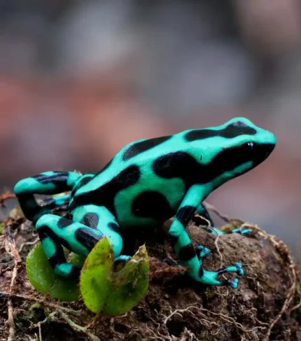 Rana dendrobates auratus