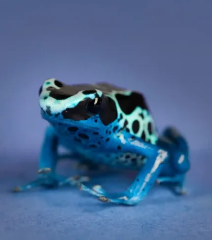 Rana Tinctorius Citronella (Dendrobates tinctorius “Citronella”)