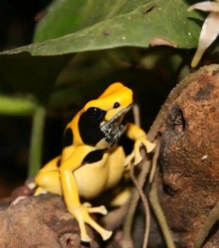 Rana Dendrobates Tinctorius Regina
