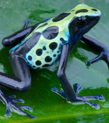 Dendrobates tinctorius "Sipaliwini Blue"