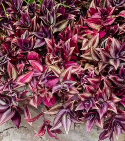 Planta Trandescantia zebrina para terrarios