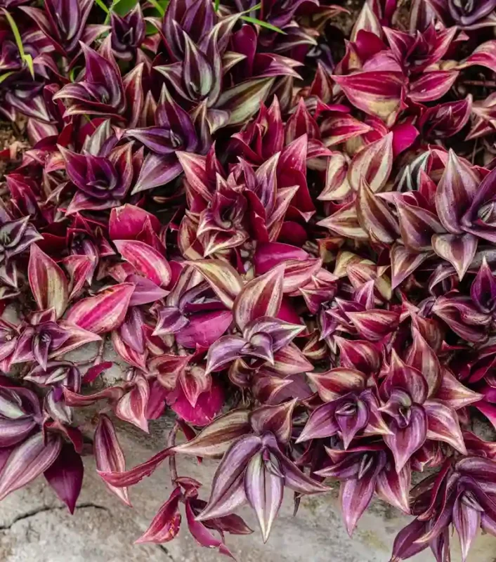 Planta Trandescantia zebrina para terrarios