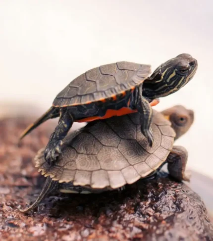 Tortuga graptemys kohni
