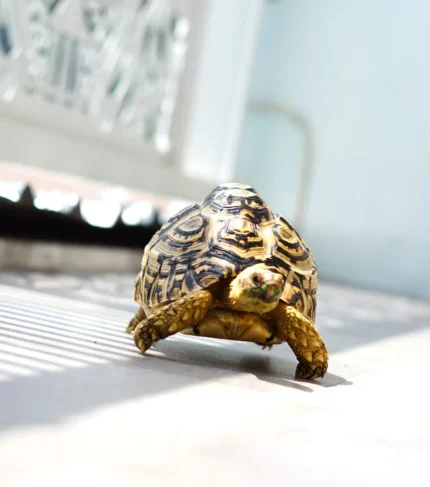Tortuga leopardo Stygmochelys pardalis