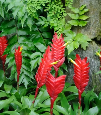 Planta Vriesea para terrarios
