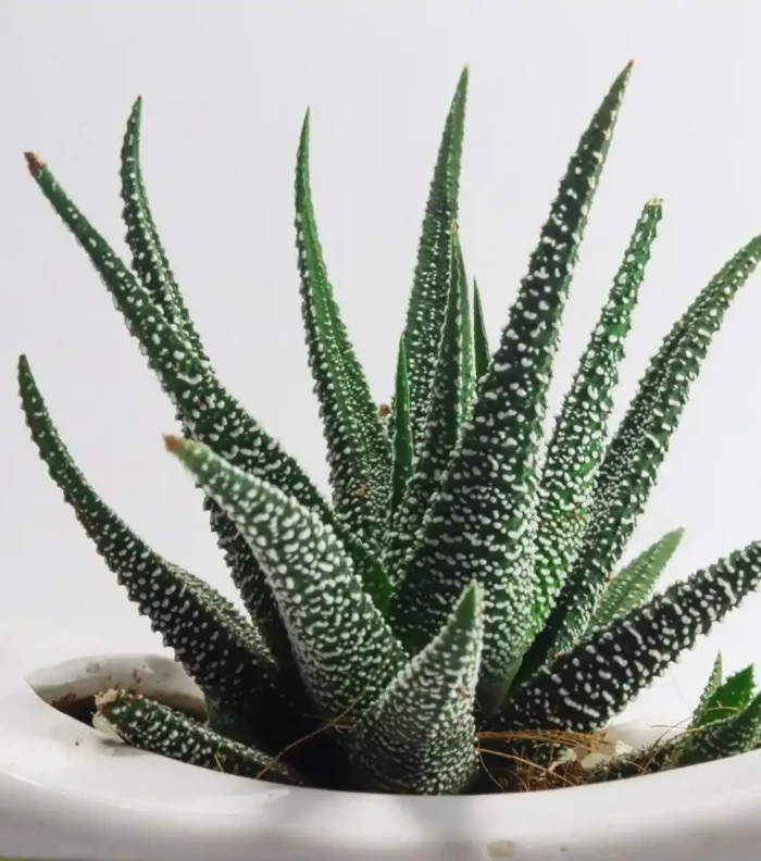 Planta Aloe Vera Mini para terrarios