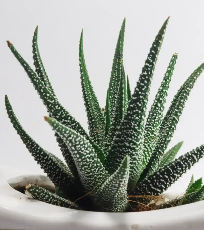 Planta Aloe Vera Mini para terrarios