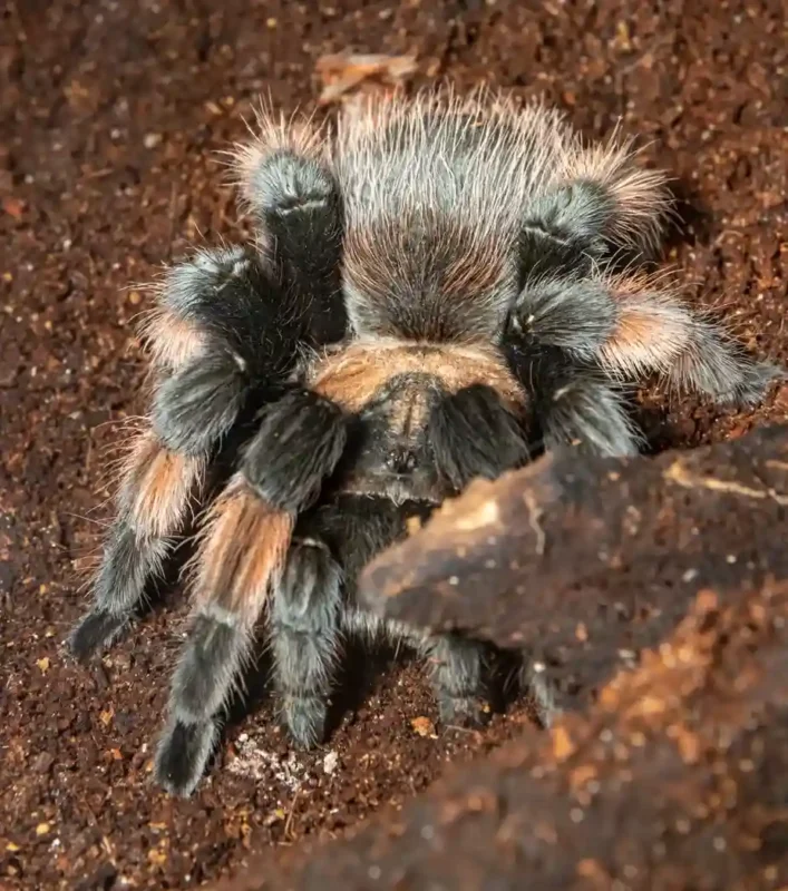 tarantula patas naranjas boehmei