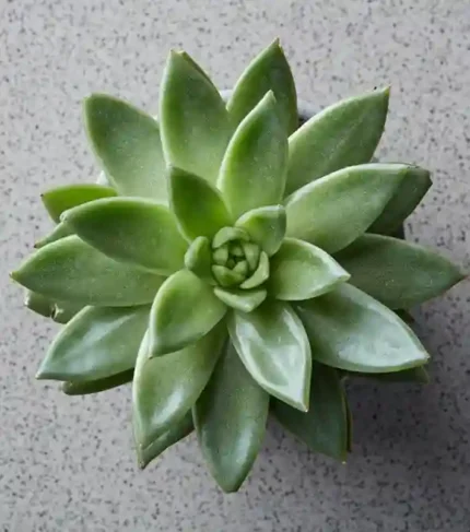 Planta Echeveria para terrarios