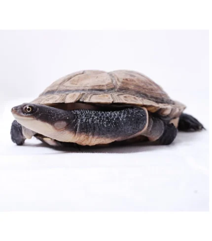 Tortuga macro chelodina rugosa