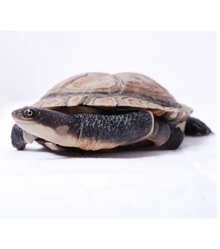 Tortuga macro chelodina rugosa