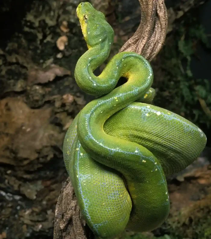 Pitón verde de árbol morelia viridis
