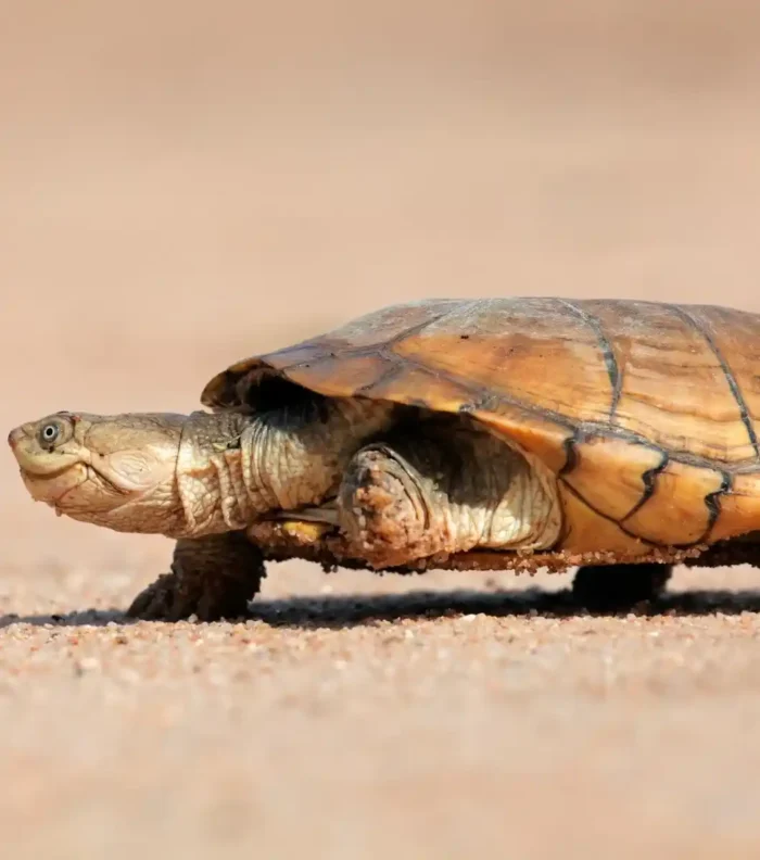 Tortuga pelomedusa subrufa