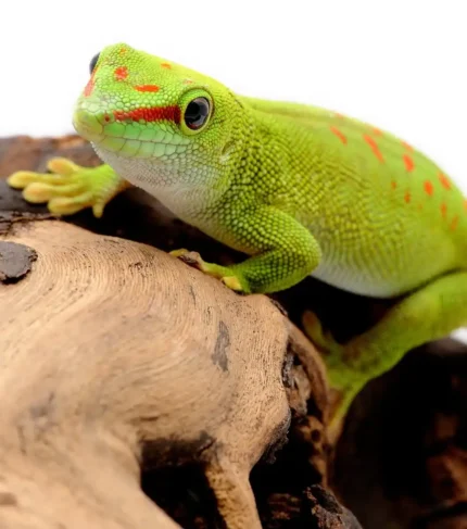 Phelsuma Grandis Gecko