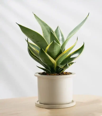 Planta Sansevieria para terrarios