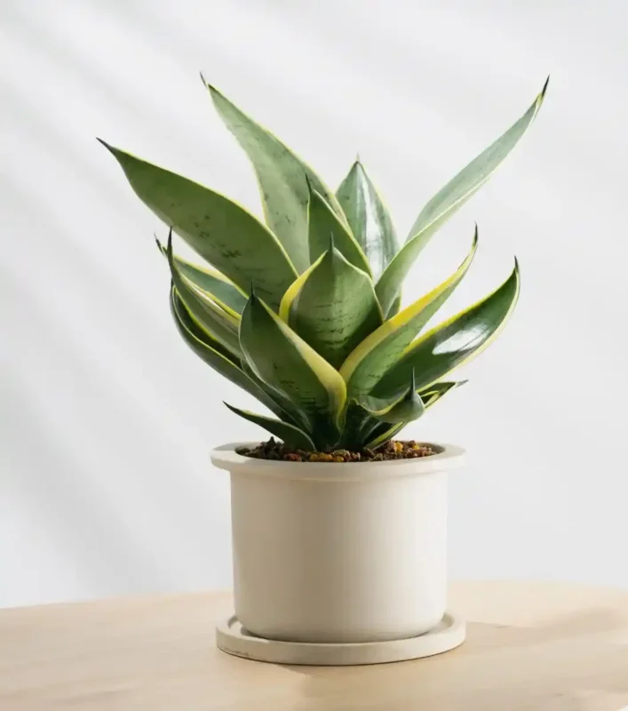 Planta Sansevieria para terrarios