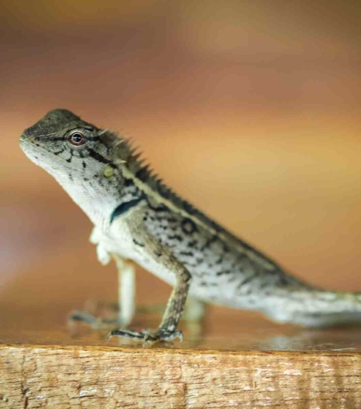 Calotes mystaceus o lagarto de barba azul