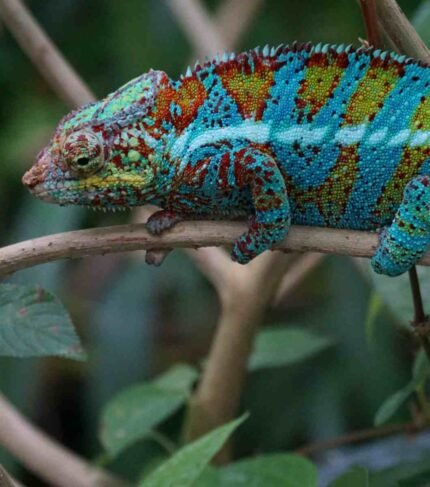 Camaleón Pantera azul (Furcifer pardalis)