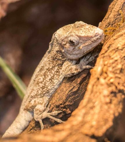 Chamaeleolis Barbatus (PAREJA)