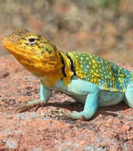 Crotaphytus Collaris o lagarto de collar