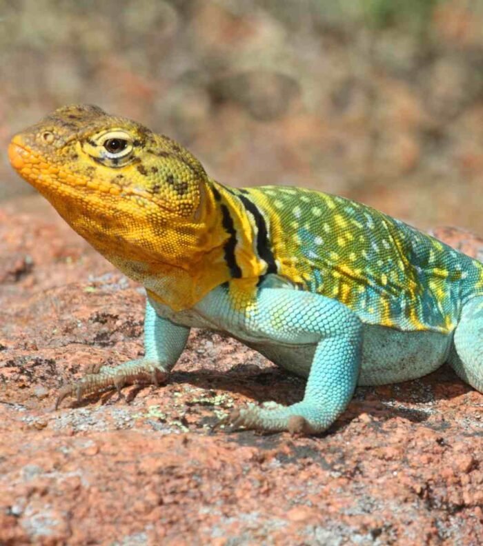 Crotaphytus Collaris o lagarto de collar