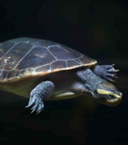 Tortuga Emydura subglobosa
