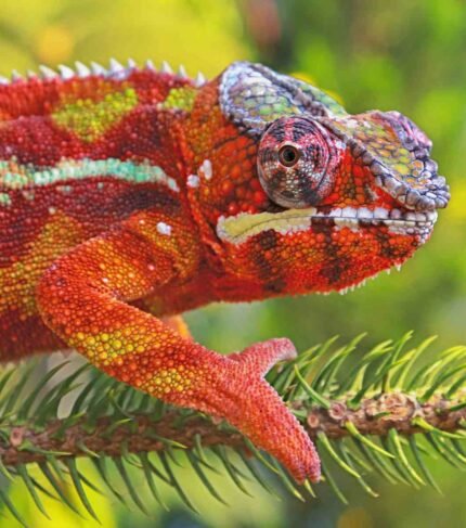 Furcifer Pardalis Tamatave Camaleón