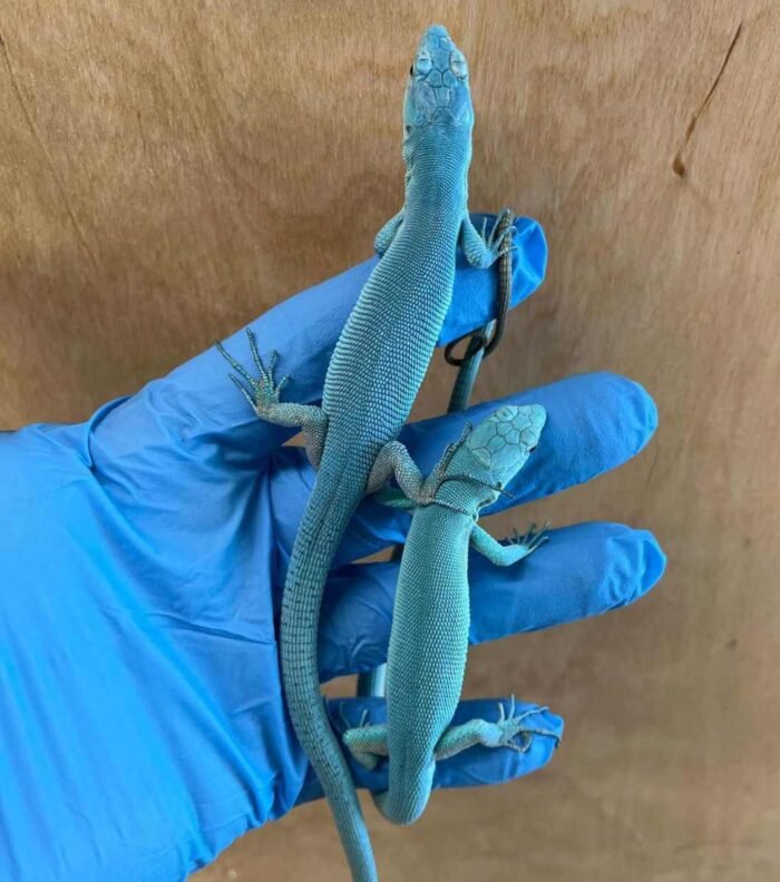 Gastropholis prasinas blue (esmeralda azul)