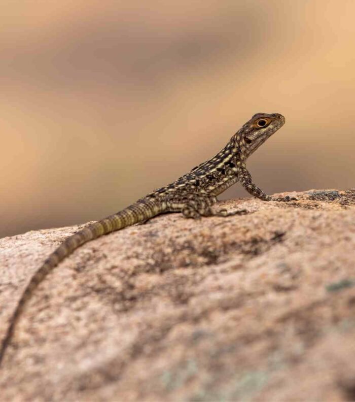 Oplurus quadrimaculatus