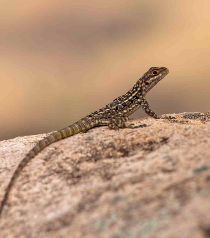 Oplurus quadrimaculatus