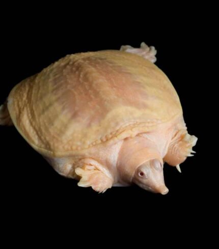 Pelodiscus sinensis albina tortuga