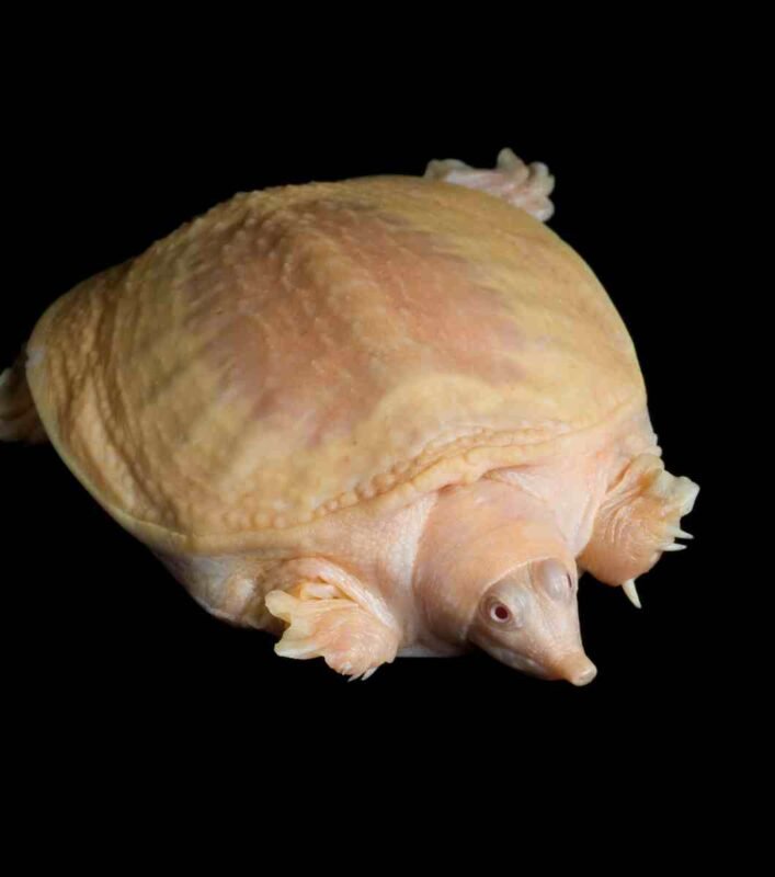 Pelodiscus sinensis albina tortuga