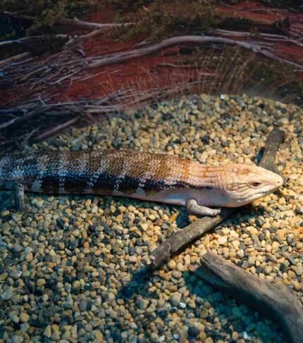 Tiliqua gerardi o escinco de lengua azul de Gerardi