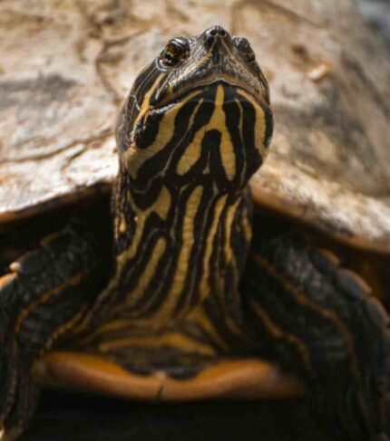 Tortuga pavo real Trachemys venusta