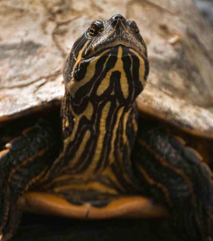 Tortuga pavo real Trachemys venusta