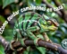 Cómo cuidar camaleones en casa