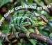 Cómo cuidar camaleones en casa