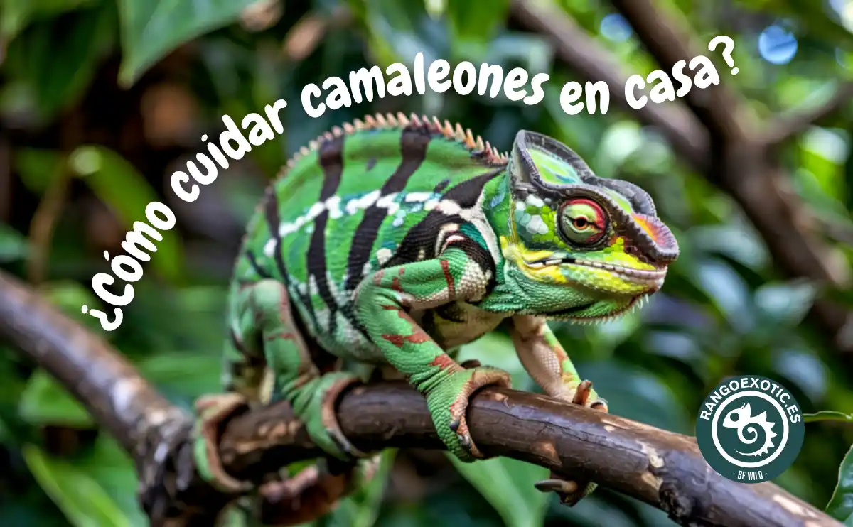 Cómo cuidar camaleones en casa